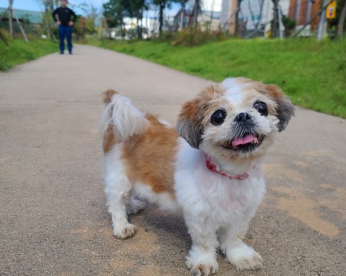 콩알이를 추모합니다