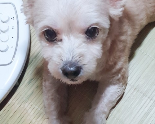 흰둥이